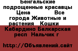 Бенгальские подрощенные красавцы. › Цена ­ 20 000 - Все города Животные и растения » Кошки   . Кабардино-Балкарская респ.,Нальчик г.